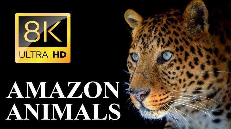 image 0 Animals Of Amazon Rainforest 8k Ultra Hd – Jungle Wildlife And Sounds