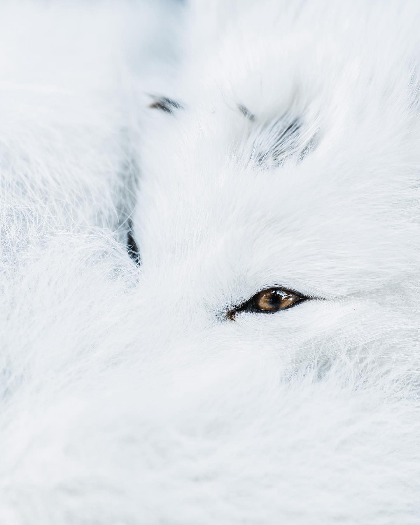 image  1 B E N J A M I N - Sleepy Arctic fox in Pyramiden, Svalbard