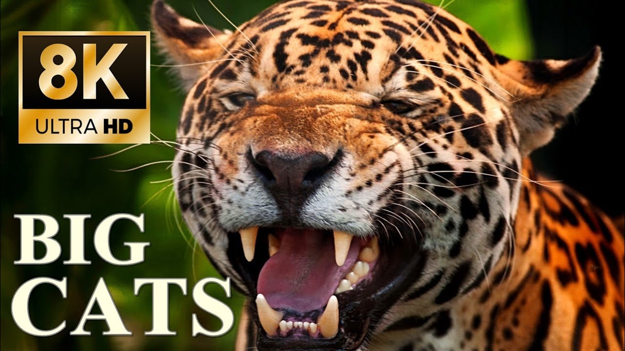 image 0 Big Cats 8k Ultra Hd – Tiger Lion Cheetah Leopard Jaguar Lynx