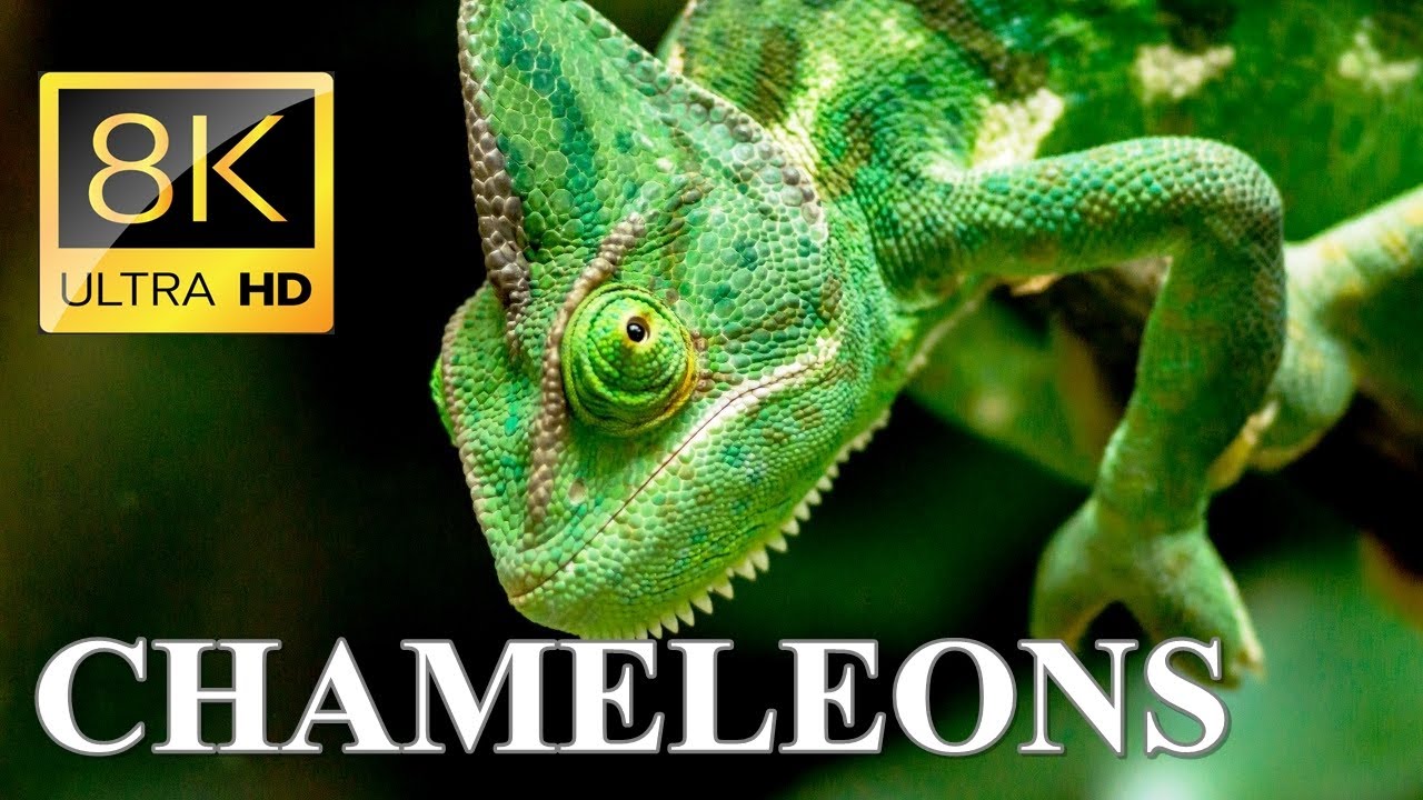 Chameleons 8k Ultra Hd - Chameleon Slow Motion Eating : Chameleon Changing Color