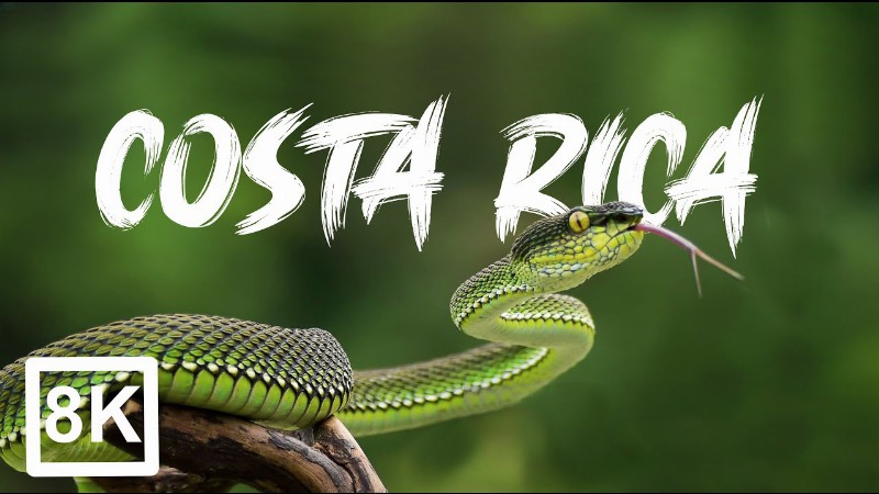 Costa Rica In 8k Ultra Hd : Rain Forest - Animals - Nature