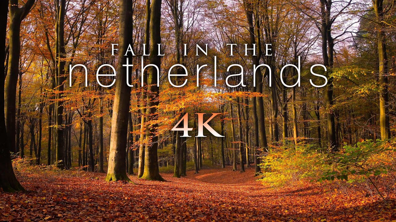 image 0 Fall In The Netherlands [4k] + Soothing Piano Music & Bird Sounds - 1hr Ambient Nature Relaxation