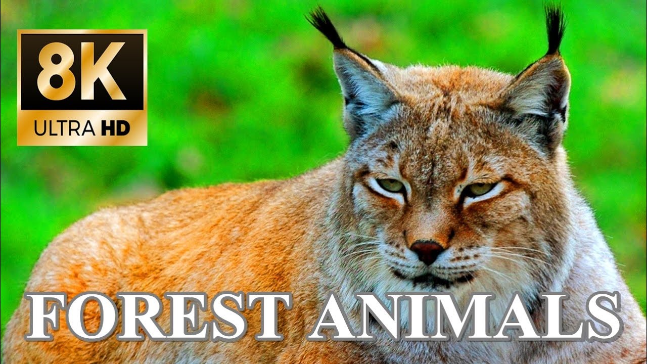 image 0 Forest Animals 8k Ultra Hd – Forest Wildlife With Real Nature Sounds