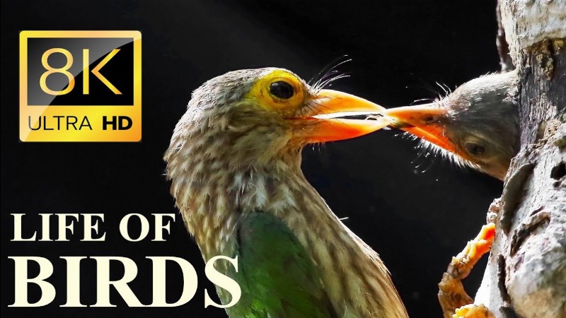 Life Of Birds 8k Ultra Hd – Nature Documentary