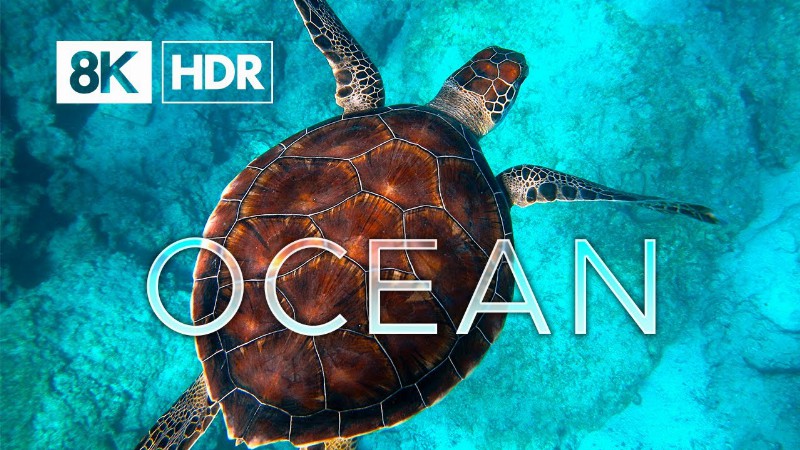 Ocean Life In 8k Ultra Hd Hdr - Beautiful Marine Animals (60 Fps)