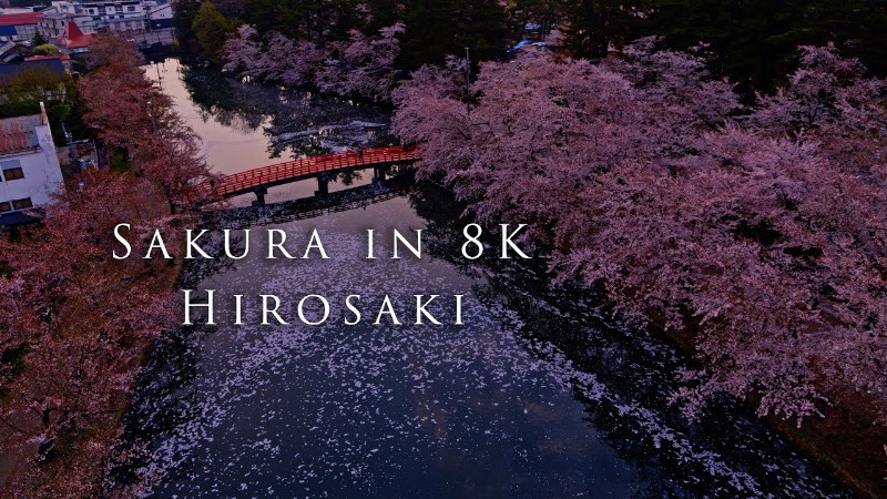 image 0 Sakura In 8k- Hirosaki〜弘前公園の桜〜