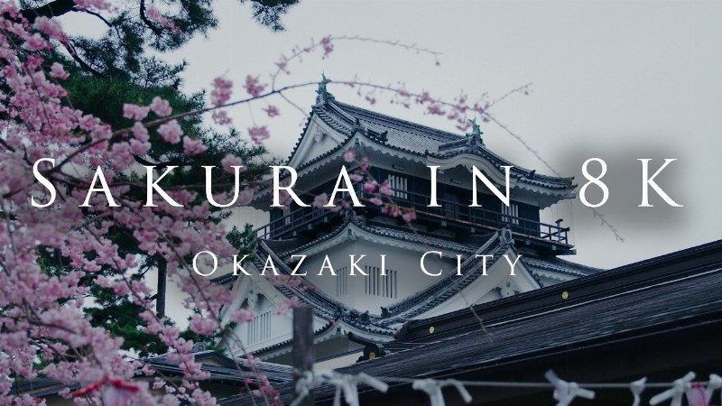 image 0 Sakura In 8k- Okazaki City-