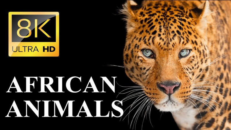 Wild Africa 8k Ultra Hd – Legendary African Animals