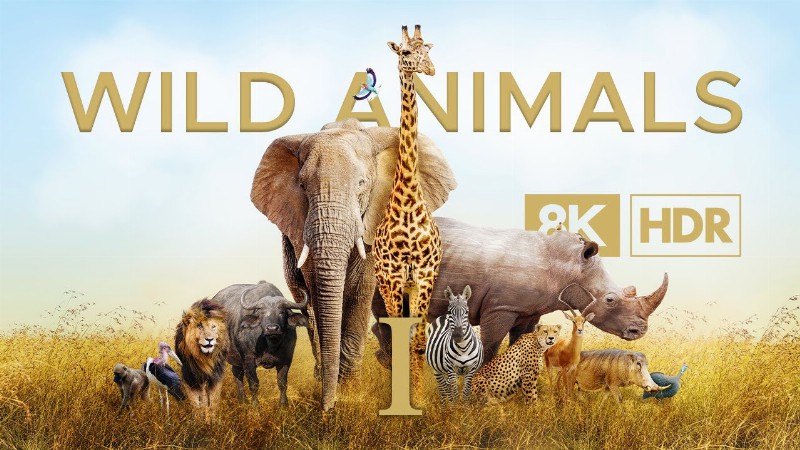 Wild Animals In 8k Ultra Hd Hdr - Collection Of Animals I (60 Fps)