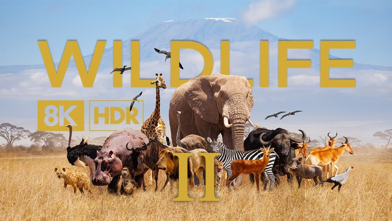 Wildlife In 8k Ultra Hd Hdr - Collection Of Animals Ii (60 Fps)
