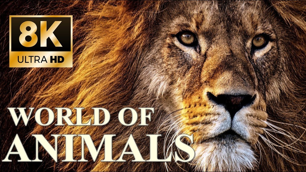 World Of Animals 8k Ultra Hd – Animals Around The Planet With Real Nature Sounds