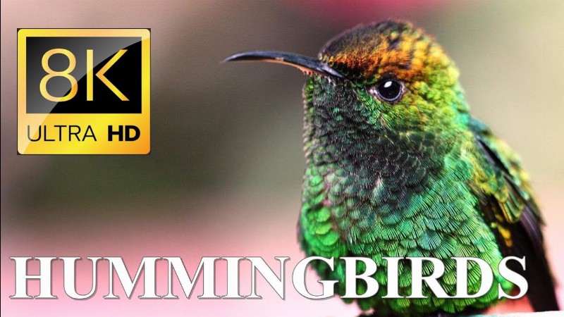 World Of Birds 8k Ultra Hd – Hummingbirds